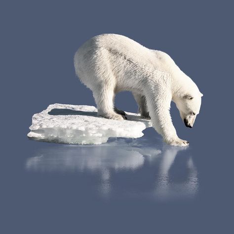 a polar bear standing on an ice floet