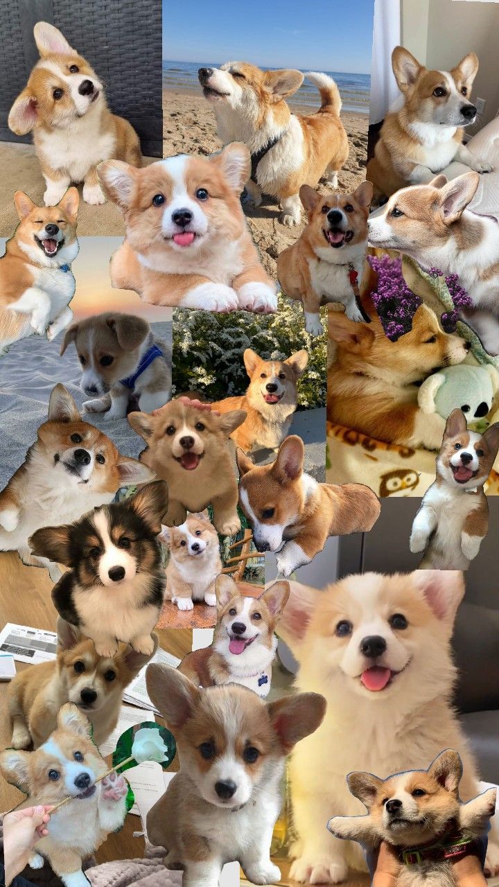 a collage of photos with dogs in different colors and sizes, all looking up at the camera