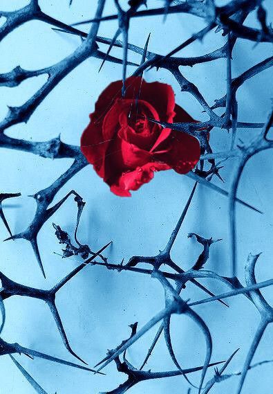 a red rose sitting in the middle of some thorny branches on a blue background