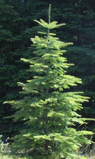 a small pine tree in front of some trees