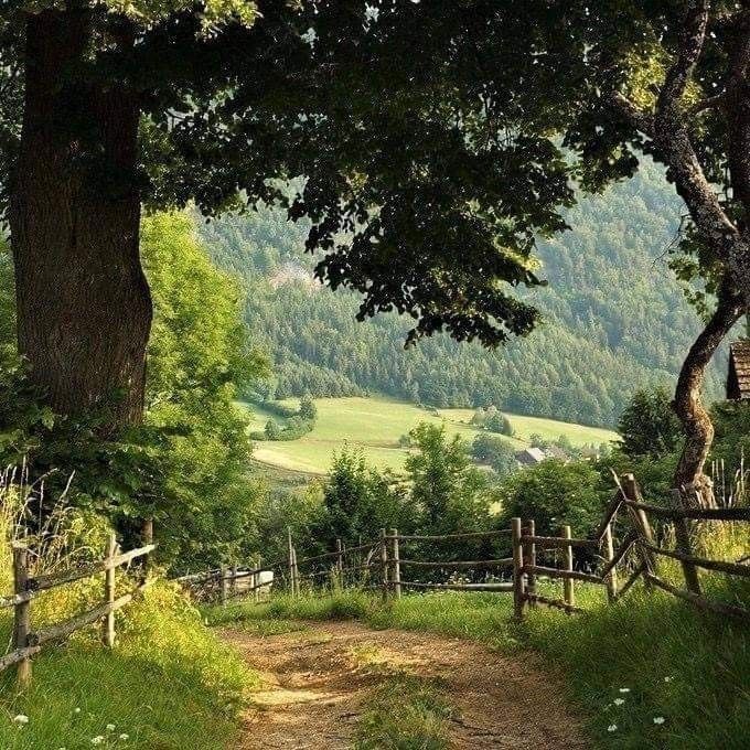 a dirt road that is surrounded by trees and grass with mountains in the back ground