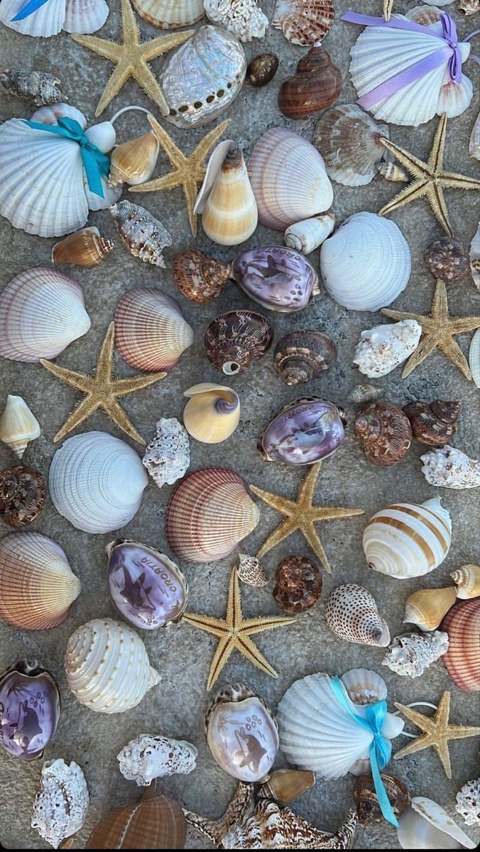 Summer Aesthetic Wallpaper, July Wallpaper, Backyard Bbq, Beach Scenes, Summer Aesthetic, Aesthetic Wallpaper, Starfish, Summer Days, Sea Shells