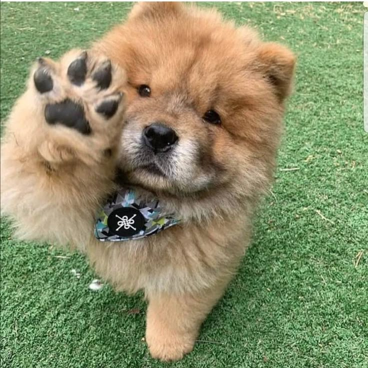 a small brown dog standing on top of a green grass covered field with its paws in the air