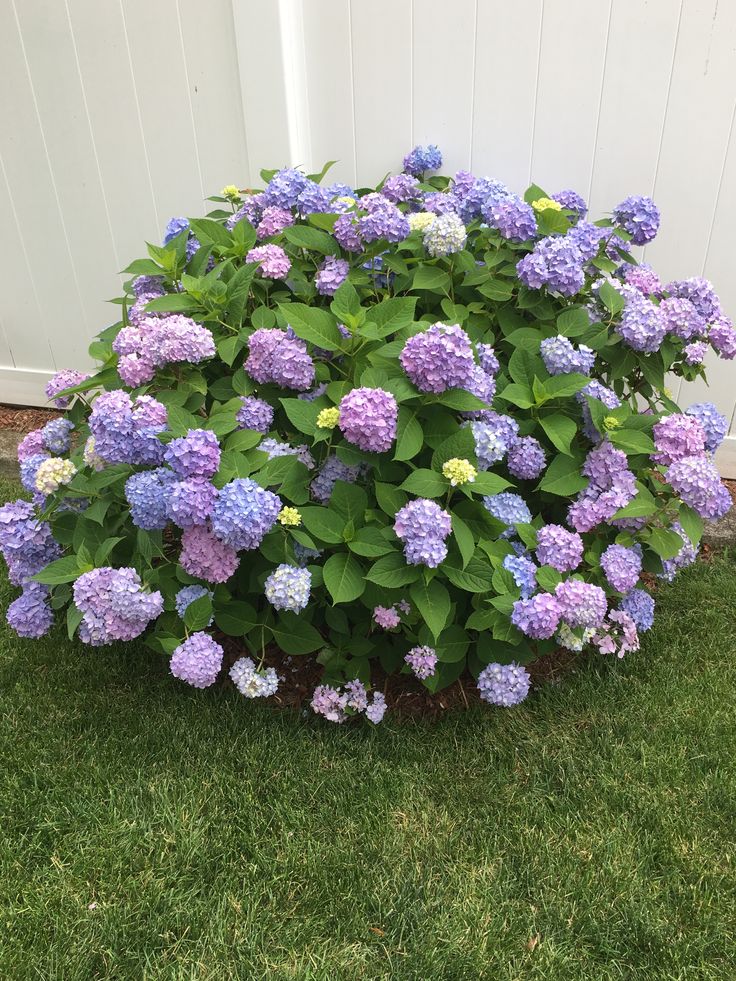 purple and blue flowers are growing in the grass near a white fence, with green leaves on it