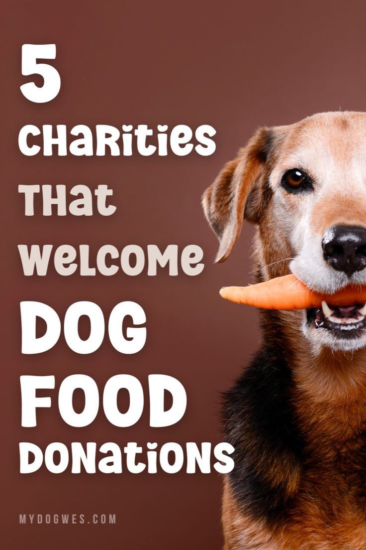 5 Excellent Organizations to Donate Dog Food to - Dog charity [Click to read the article] 	5 Charities That Welcome Dog Food Donations Food Donations, Rescue Dogs For Adoption, Foods Dogs Can Eat, Puppy Proofing, Rescue Puppies, Food Donation, Sick Dog, Support Dog, Animal Shelters