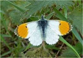 an orange and white butterfly sitting on top of a green plant