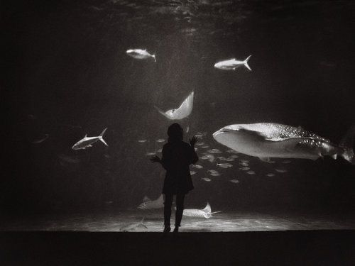 a black and white photo of a person standing in front of an aquarium filled with fish