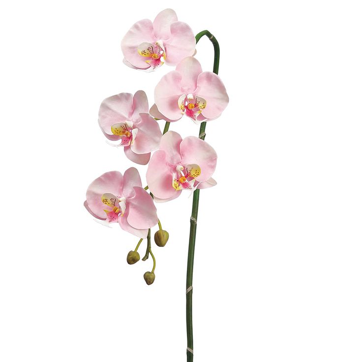 Faux phalaenopsis orchid stem, permanent orchid stem, faux orchid Faux Orchid Arrangements, Faux Orchid, Floral Bouquets Wedding, Fake Hydrangeas, Artificial Orchids, Orchid Arrangements, Pink Orchids, Phalaenopsis Orchid, Flower Spray