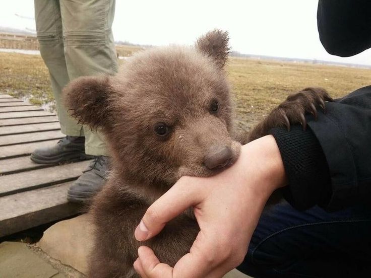 a person holding a small brown bear in their hand