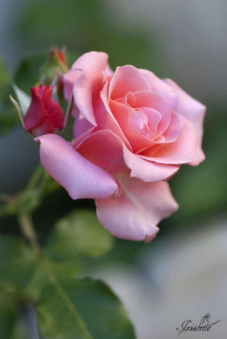 a single pink rose with green leaves