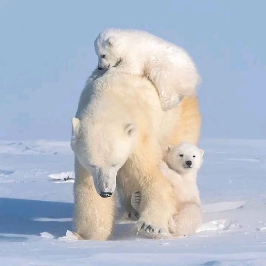 an adult polar bear with two cubs on its back in the snow and one cub is sitting on it's back