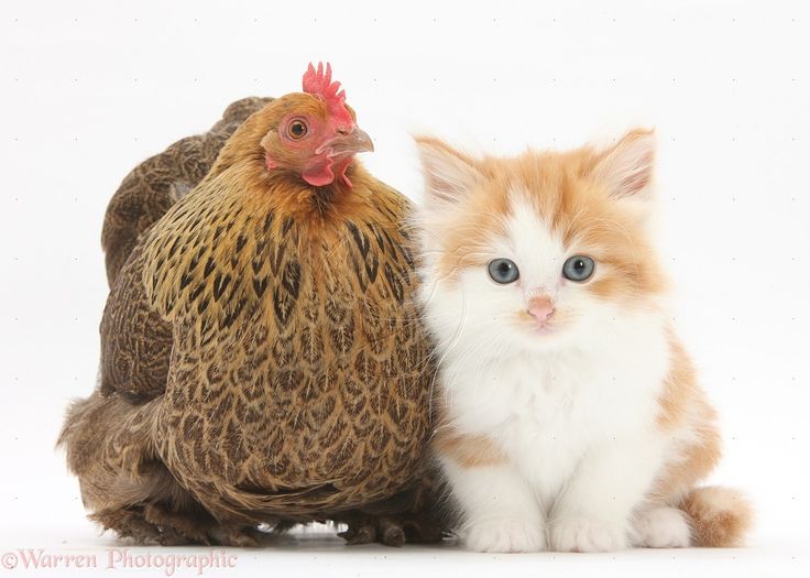 an orange and white kitten sitting next to a chicken