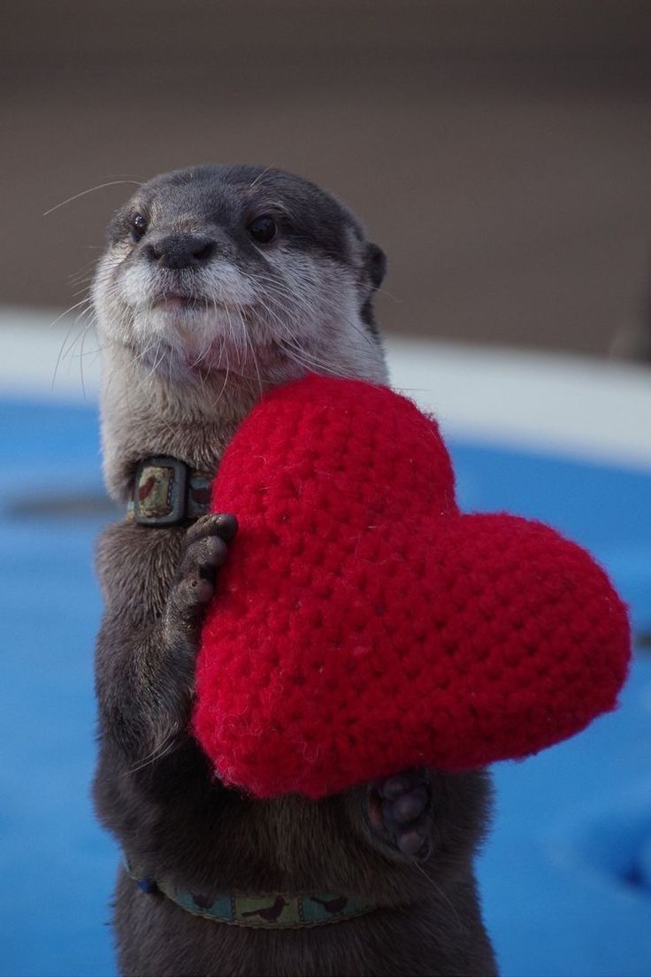 an otter holding a red heart in its paws