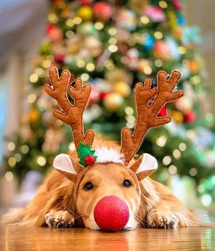 a dog with reindeer antlers on his head laying down next to a christmas tree