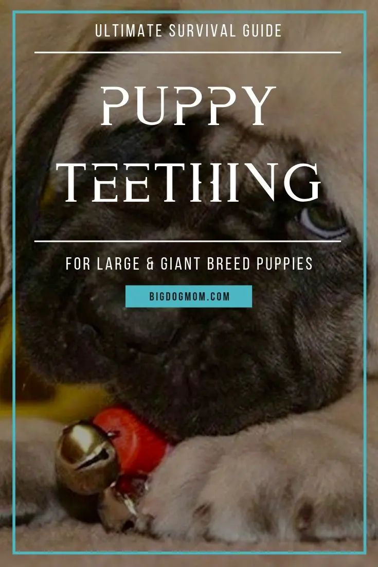 the ultimate guide to puppy teeth for large and giant breed puppies