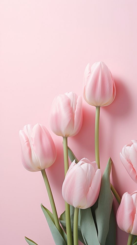 pink tulips against a light pink background