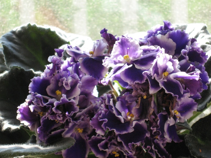 some purple flowers are in a vase on a window sill with green leaves behind it