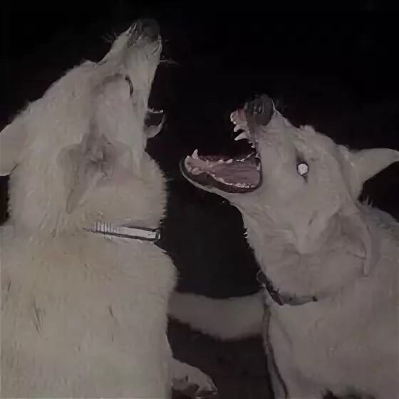 two white dogs with their mouths open in the dark