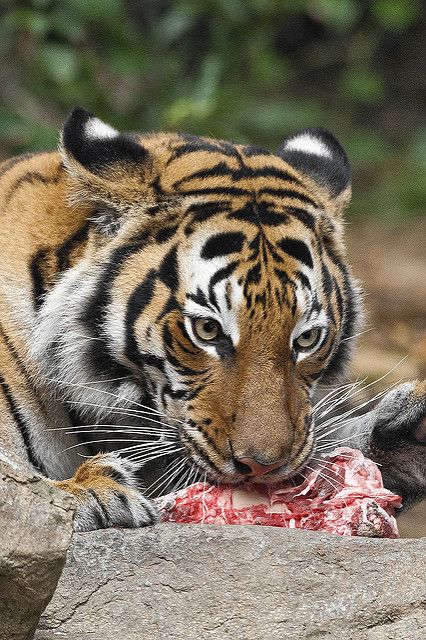 a tiger is eating something on the ground