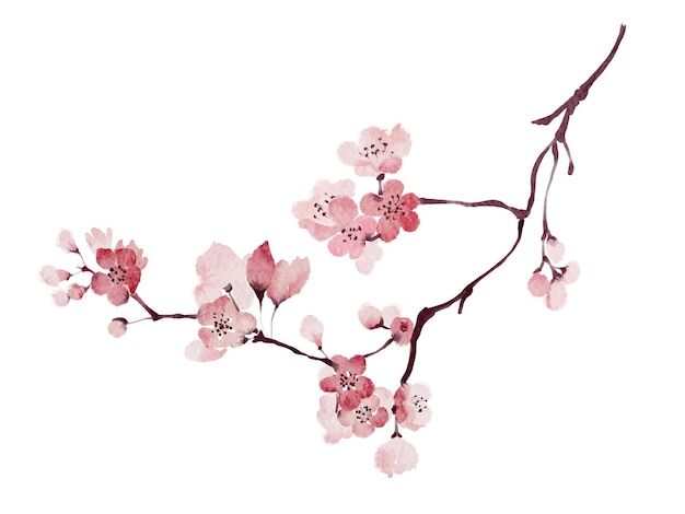 a branch with pink flowers on it is shown in the foreground, against a white background