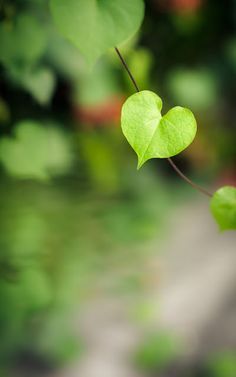 two heart shaped leaves hanging from a branch