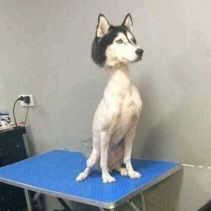 a white and black dog sitting on top of a blue table next to a gray wall