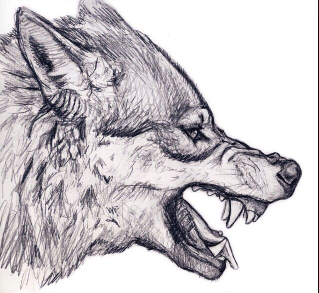 a drawing of a wolf with its mouth open