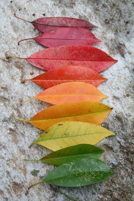 the colors of leaves are arranged in a row on top of a stone surface with water droplets