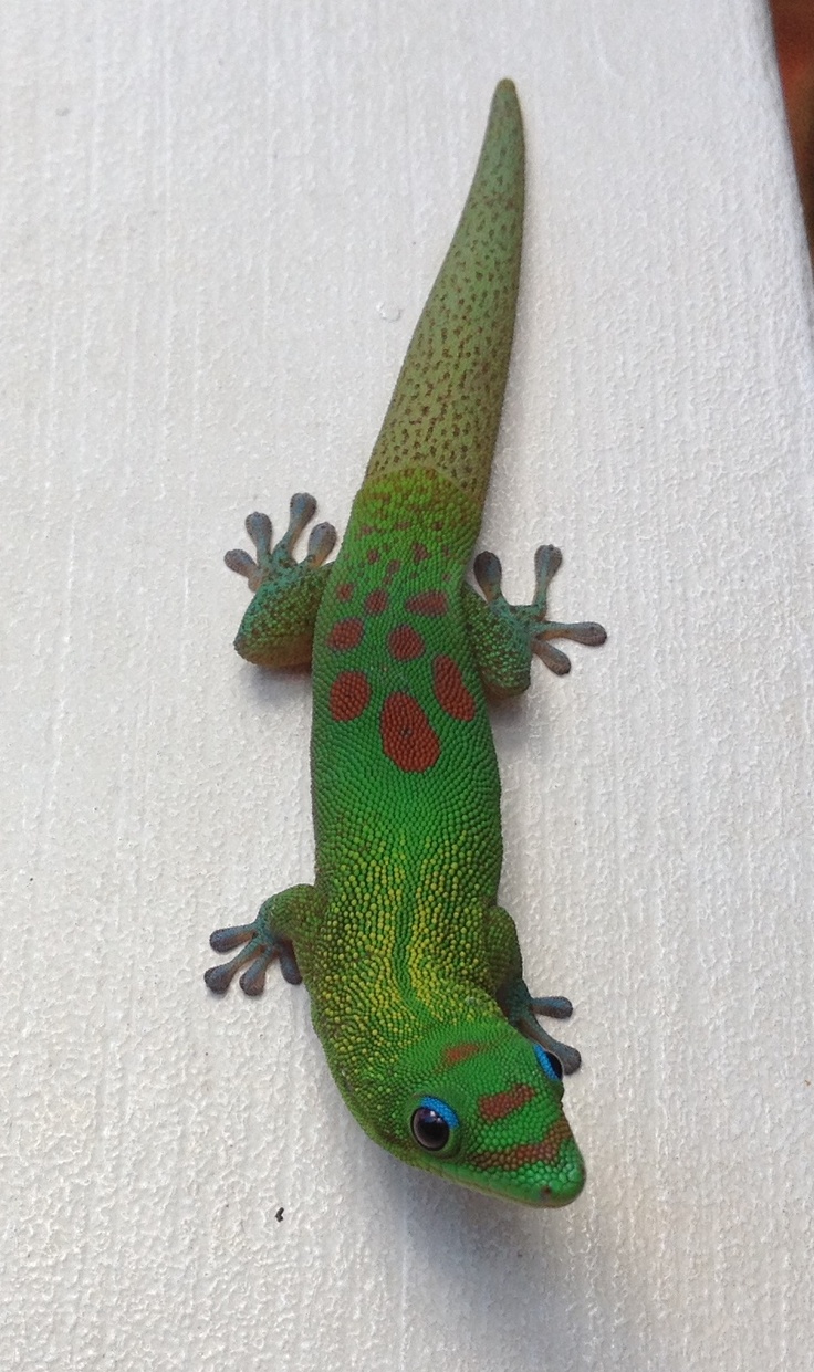 a green gecko sitting on top of a white table