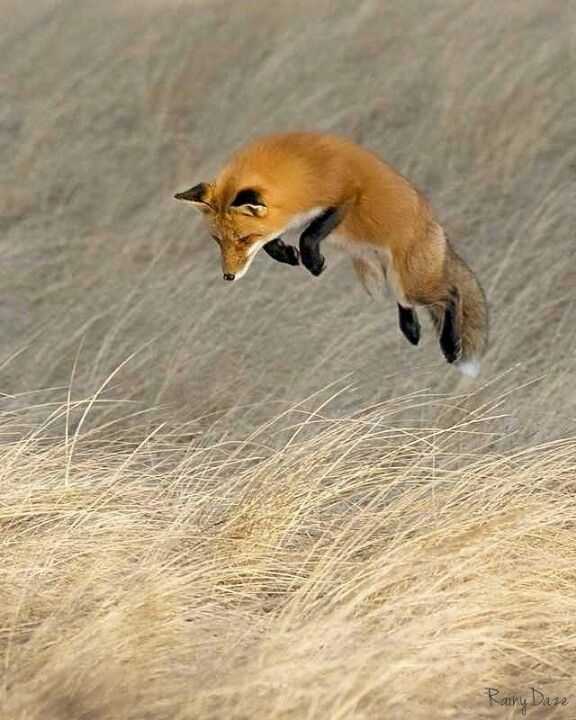 a red fox jumping in the air over dry grass