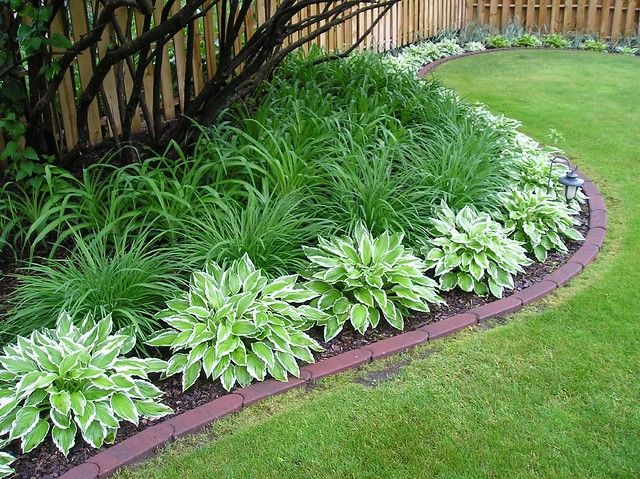 a garden with green plants and purple flowers in the grass near a fenced area