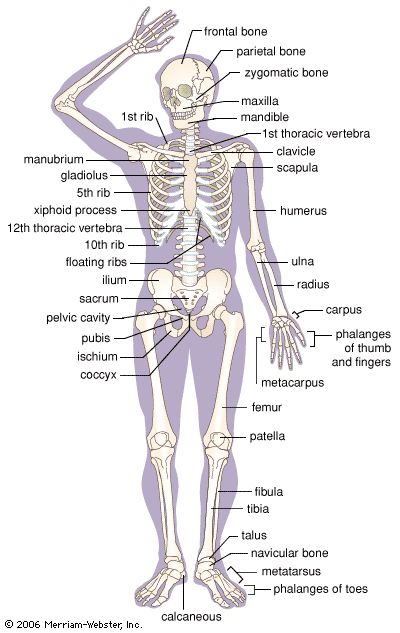 the skeletal skeleton and its major bones are labeled in this diagram, with labels on each side