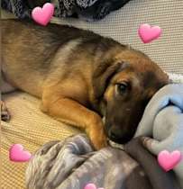 a brown dog laying on top of a couch covered in hearts