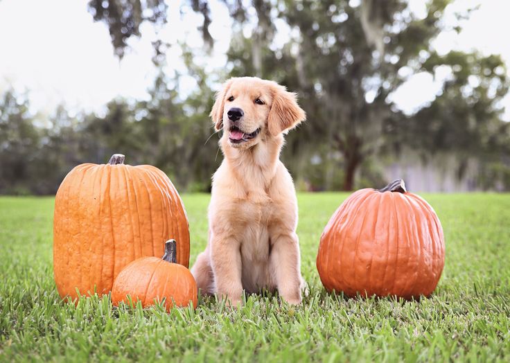 a golden retriever puppy sitting in the grass with three pumpkins next to it