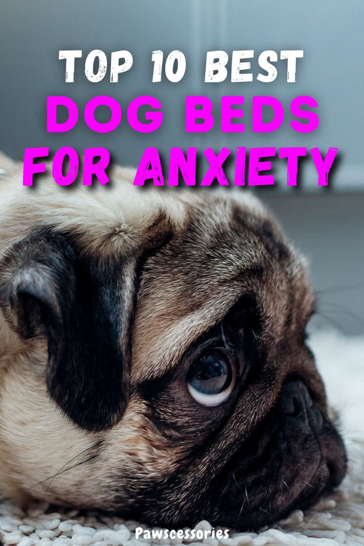 Looking to help relieve your pup from their anxiety in whatever way you can? Check out these top tier dog beds to help with anxiety. Indestructable Dog Bed, Dog Lounge, Waterproof Dog Bed, Outdoor Dog House, Elevated Dog Bed, Best Dog Beds, Washable Dog Bed, Dog House Diy, Bolster Dog Bed