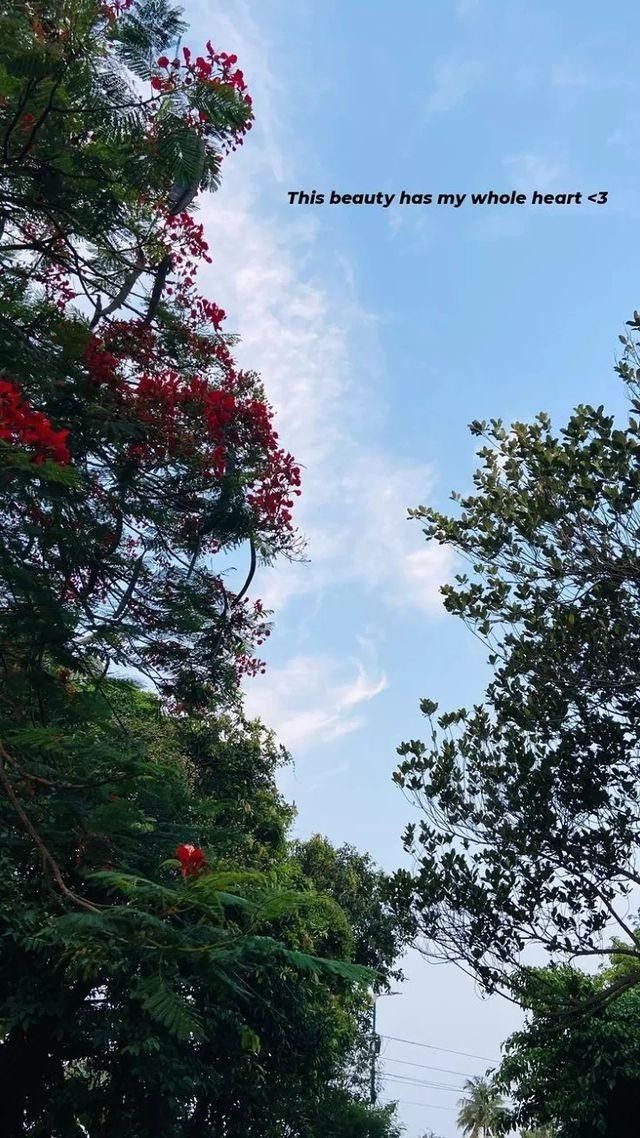 the sky is very blue and there are red flowers