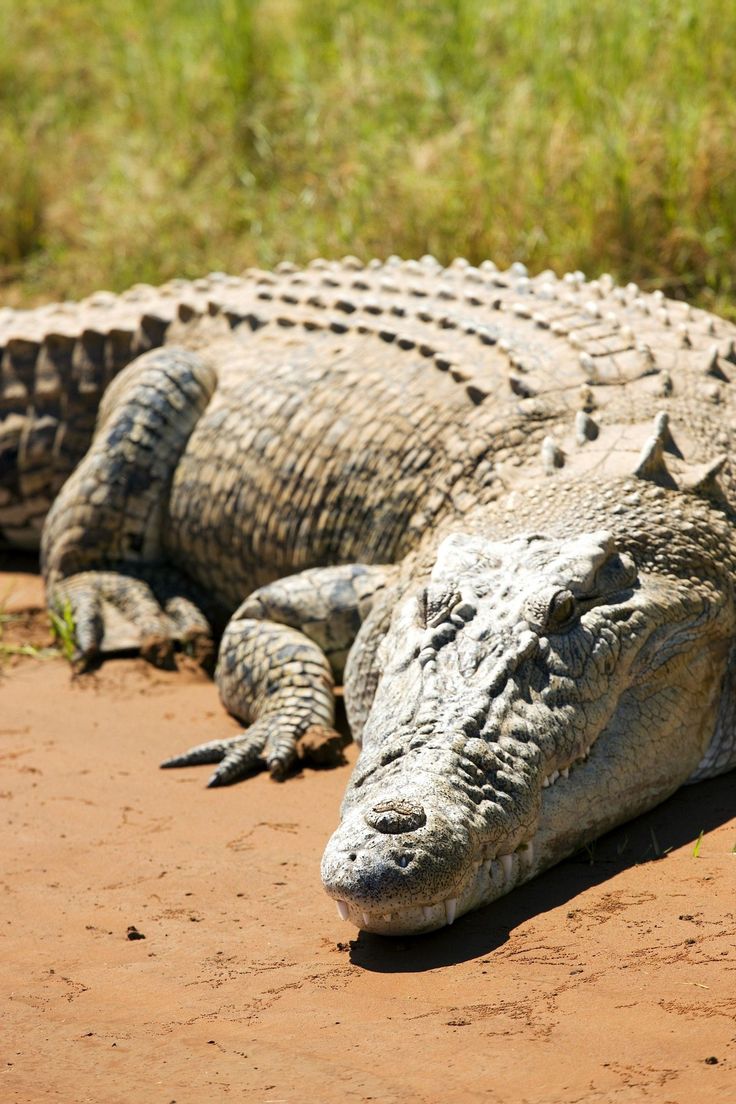 two alligators laying on the ground next to each other with grass in the background