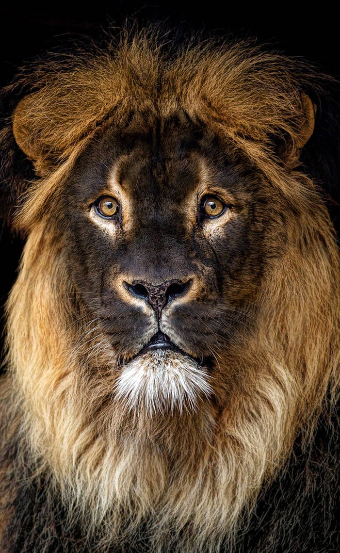 a close up photo of a lion's face