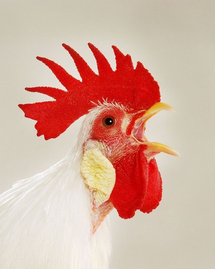 a close up of a rooster's head with a white and red comb on it