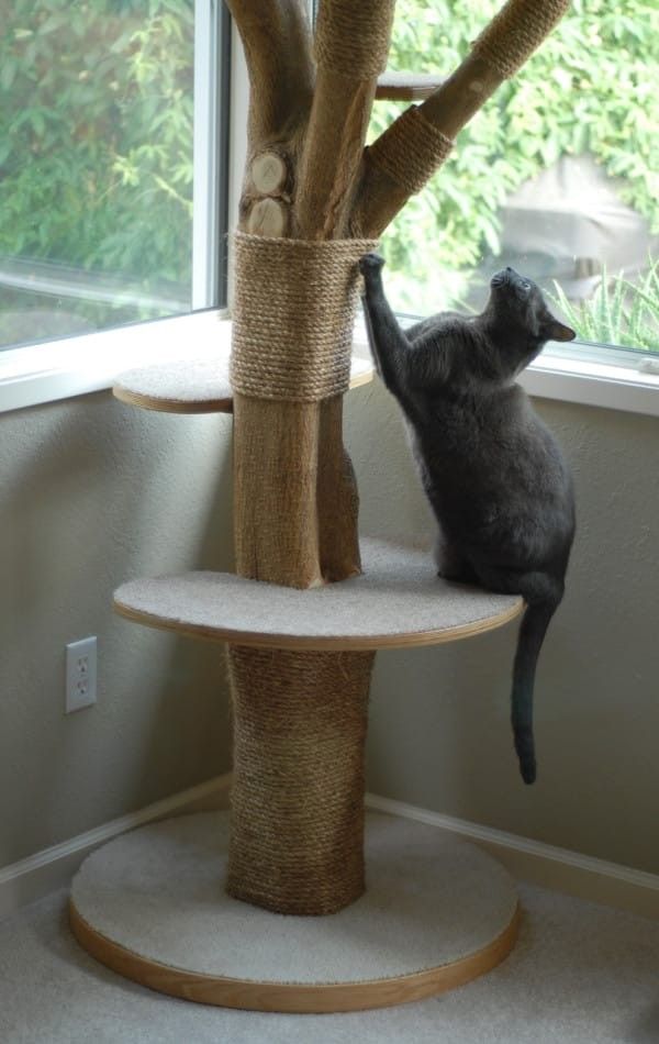 a cat climbing up the side of a tree in front of a window with another cat on top of it