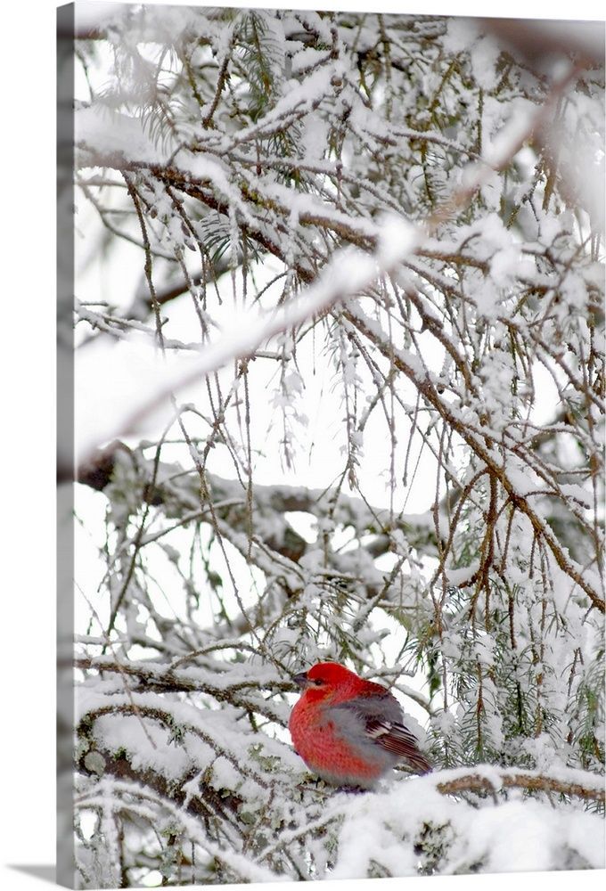 a red bird sitting in the branches of a tree covered in snow and ice on a snowy day