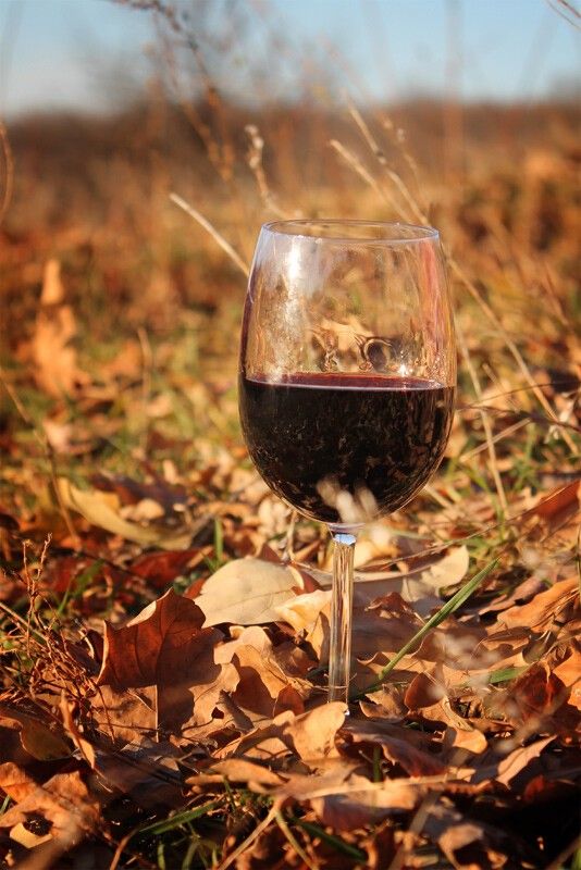 a glass of red wine sitting on top of leaves in the grass and dry grass