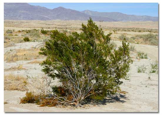 there is a small tree in the middle of the desert with mountains in the background