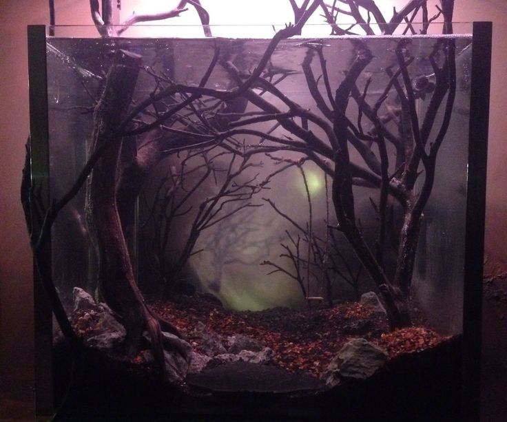 an aquarium with trees and rocks in it