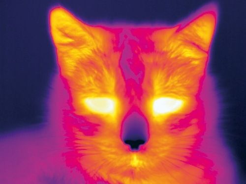 a close up of a cat's face with glowing eyes and bright orange light