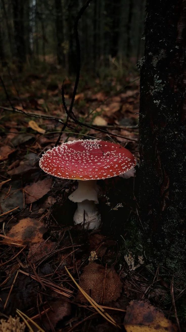 a small red mushroom sitting on the ground next to a tree in the middle of a forest