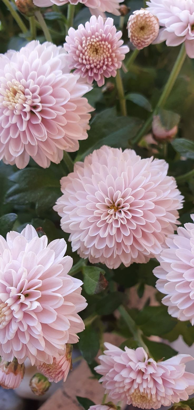 pink flowers with green leaves in the background