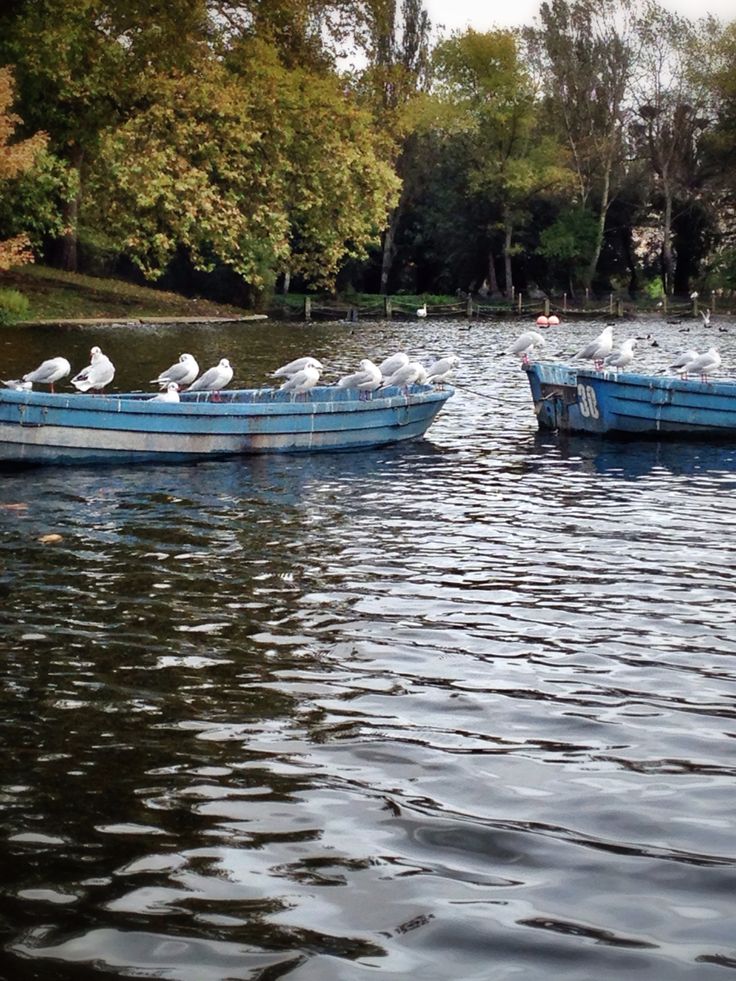 two blue boats with seagulls sitting on them in the water