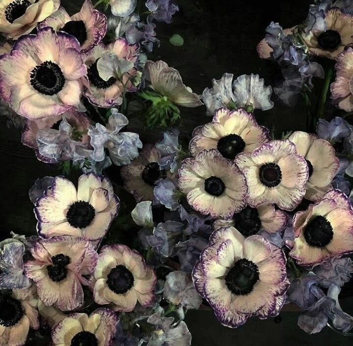 purple and white flowers are in a vase