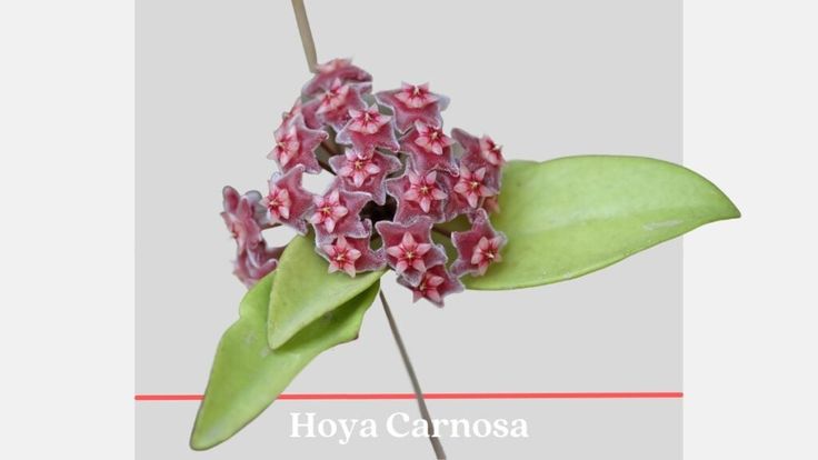 a pink flower with green leaves is shown in this image and the words, hoya carnosa